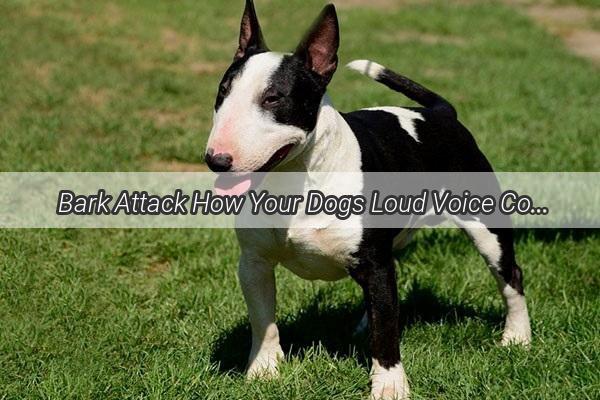 Bark Attack How Your Dogs Loud Voice Could Be Ruining Your Appetite